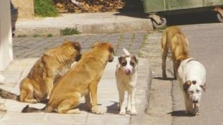 Αλεξανδρούπολη: Το Καταφύγιο Αδέσποτων Ζώων Συντροφιάς θα εμβολιάσει τους αδέσποτους σκύλους 