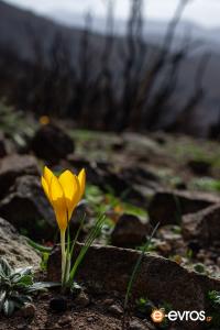 Flowers bring back to life the forest of Mavropetra