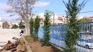 50 χριστουγεννιάτικα δέντρα μεταφυτεύτηκαν σε πάρκα και σχολεία της Αλεξανδρούπολης!