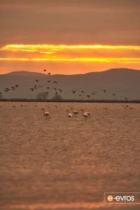 Evros Deltası'ndaki şafak ve flamingolar