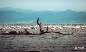 The arched flamingos have flooded the Evros Delta