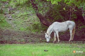 Somewhere in Dadia of Evros where nature seduces