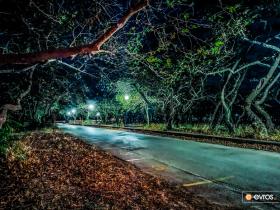 A road with plane trees in Maistros village, in Alexandroupoli