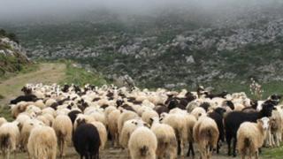 Κρούσμα καταρροϊκού πυρετού στον Έβρο.