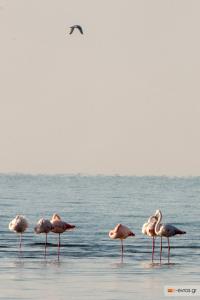 In the Delta of Evros, right where the scenery is beautiful.
