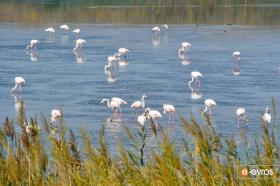 Delta of Evros