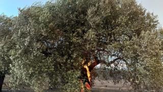 «Στους δρόμους» οι πυρόπληκτοι ελαιοπαραγωγοί  των περιοχών της Μάκρης 