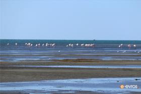 Pink flamingos in the Thracian Sea