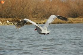 One of the many bird species at Delta.