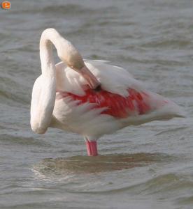 A flamingo, in Delta of Evros.