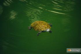 A cute turtle in the river of Loutros.