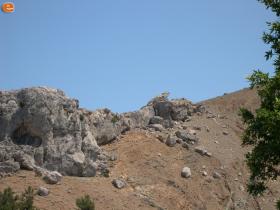 A lizard made of stone?