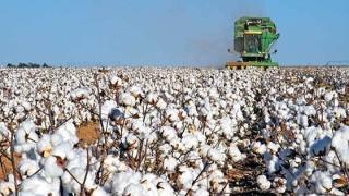 Στον «άσσο» οι βαμβακοπαραγωγοί του Έβρου: «μας κοροϊδεύουν – πως θα καλλιεργήσουμε χωρίς να πληρωθούμε;»