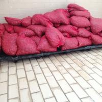 Κατασχέθηκαν 65 σάκοι με ακατάλληλα όστρακα στην Αλεξανδρούπολη