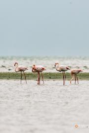 Güzel flamingolar dinlenmek için mola veriyor
