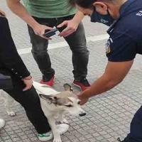 Έλεγχοι από την αστυνομία για τα ζώα συντροφιάς στο Σουφλί