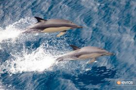Υπέροχο ζευγάρι δελφινιών στο Θρακικό Πέλαγος, λίγο πριν τη Σαμοθράκη