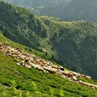 Το 15ο Διεθνές Συνέδριο του υποδικτύου των FAO–CIHEAM για τους βοσκότοπους στην Ορεστιάδα