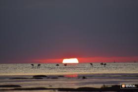 "Φλαμίνγκο με φόντο το ηλιοβασίλεμα του Θρακικού Πελάγους"