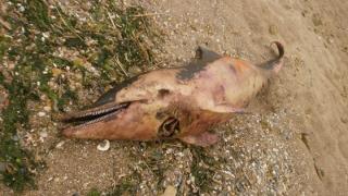 Δελφίνι ξεβράστηκε σε παραλία της Αλεξανδρούπολης