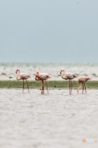 Flamingolar Deltasinda