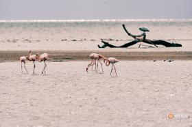 Flamingolar Deltasinda
