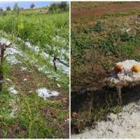 Ευθύνες στον ΕΛΓΑ επιρρίπτει η Τ.Ο. ΚΚΕ της Ορεστιάδας για τις "ανύπαρκτες εκτιμήσεις" λόγω απεργίας