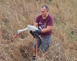 Ένας νεαρός Πολωνός πελαργός διασώθηκε στον Έβρο!