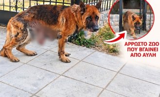 Οργή για τον ιδιοκτήτη που εγκατέλειψε το άρρωστο ζώο του στην Αλεξανδρούπολη - Σχηματίστηκε δικογραφία