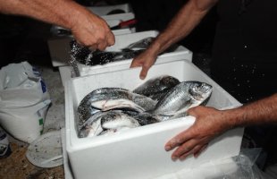 Αλιείς έστησαν μπλόκο σε φορτηγά με ψάρια από την Τουρκία - Προσοχή στους καταναλωτές