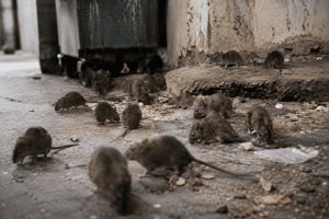Χιλιάδες ποντίκια βγαίνουν από τη γη στην Ανατολική πλευρά του δήμου Αλεξανδρούπολης