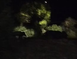 Αγέλη από αγριογούρουνα στη Μάκρη μέσα στη νύχτα - Απίστευτες εικόνες (video)