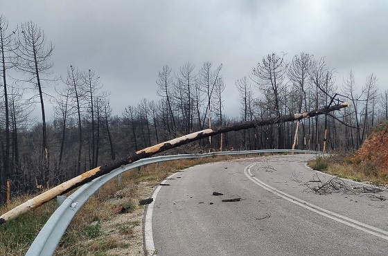 Πολλά δένδρα είναι καμένα και πέφτουν εύκολα με τους έντονους ανέμους και τις βροχοπτώσεις. Πολλά δένδρα είναι καμένα και πέφτουν εύκολα με τους έντονους ανέμους και τις βροχοπτώσεις.