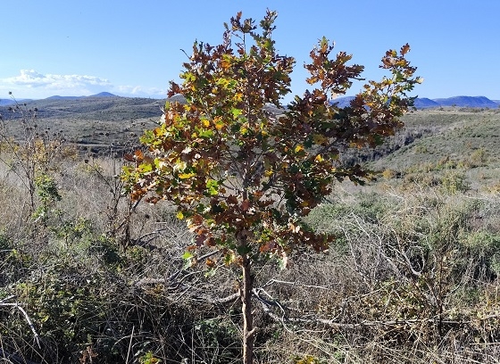 Προσπάθειες αναγέννησης της περιοχής Δρυμός Νίψας που είχε καεί.