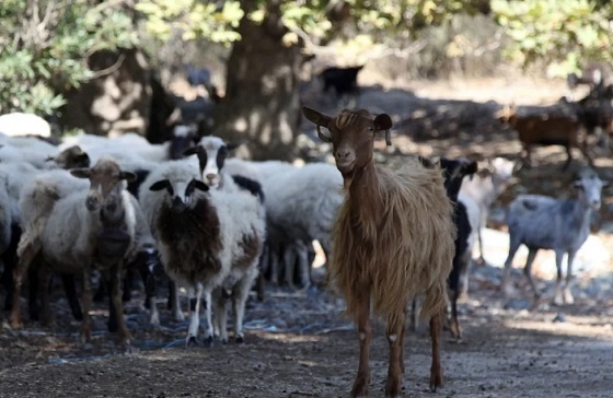 Χτύπησε και στη Σαμοθράκη η ευλογιά των αιγοπροβάτων.