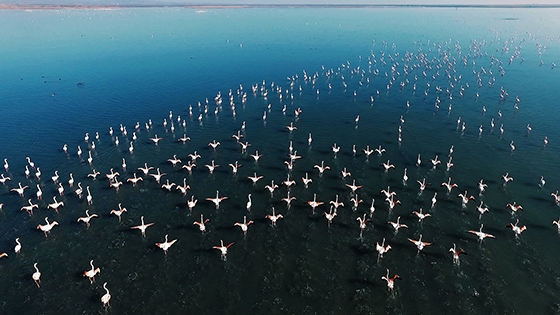 Πετάμε παρέα με τα flamingo στο Δέλτα του Έβρου - Οι εικόνες μαγεύουν (video)