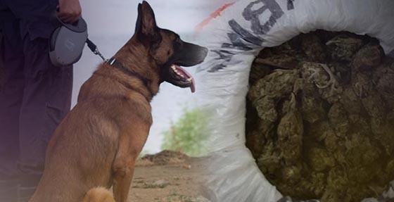 Σαμοθράκη: Σκύλος «μύρισε» τα ναρκωτικά που έστειλαν σε 34χρονο με κούριερ