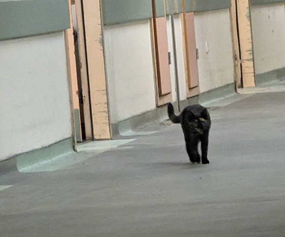 Άνετη "κόβει βόλτες" στους διαδρόμους των εξωτερικών ιατρείων η γάτα...
