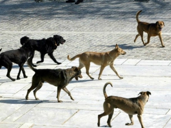 Δήμος Σαμοθράκης: Νέα σύμβαση για την περισυλλογή και φροντίδα αδέσποτων ζώων συντροφιάς 