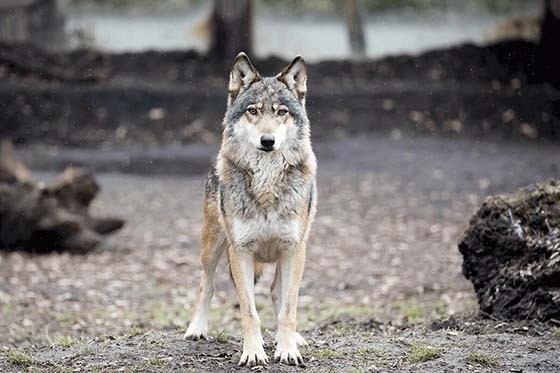 Μεγάλη προσοχή! Αγέλες λύκων επιτίθενται σε σκύλους στον Έβρο