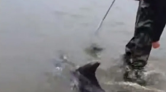 Βίντεο Θεοδωρικάκου από διάσωση δελφινιού στον Έβρο 