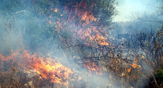 Περιφέρεια ΑΜ-Θ: Πέντε δασικές πυρκαγιές αντιμετωπίστηκαν μέσα σε 4 ημέρες