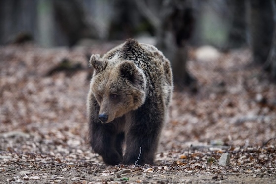 Μεγάλη αρκούδα εμφανίστηκε σε ορεινή περιοχή του δήμου Αλεξανδρούπολης