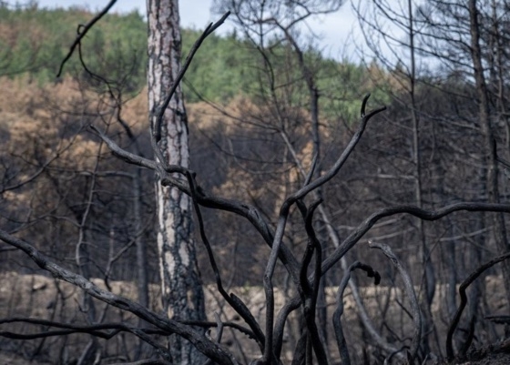 Στην απαγόρευση της θήρας για πέντε χρόνια προχώρησε το Δασαρχείο Σουφλίου. (φωτ: Ηλίας Γρηγοριάδης)
