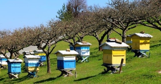 Π. Χριστοδούλου: “Σημείο αναφοράς για τον Έβρο το 1o μελισσοκομικό πάρκο στο Σουφλί”