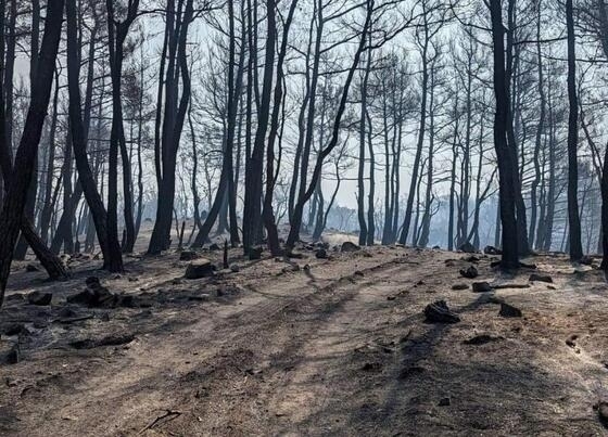 Οι περιβαλλοντικές οργανώσεις καλούν το ΥΠΕΝ να λάβει άμεσα τα απαραίτητα μέτρα