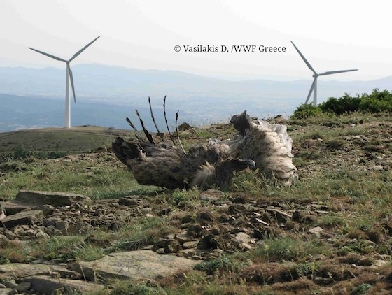 Τα νεκρά ή τραυματισμένα πουλιά και νυχτερίδες που εντοπίζονται κοντά στις ανεμογεννήτριες αυξάνονται.